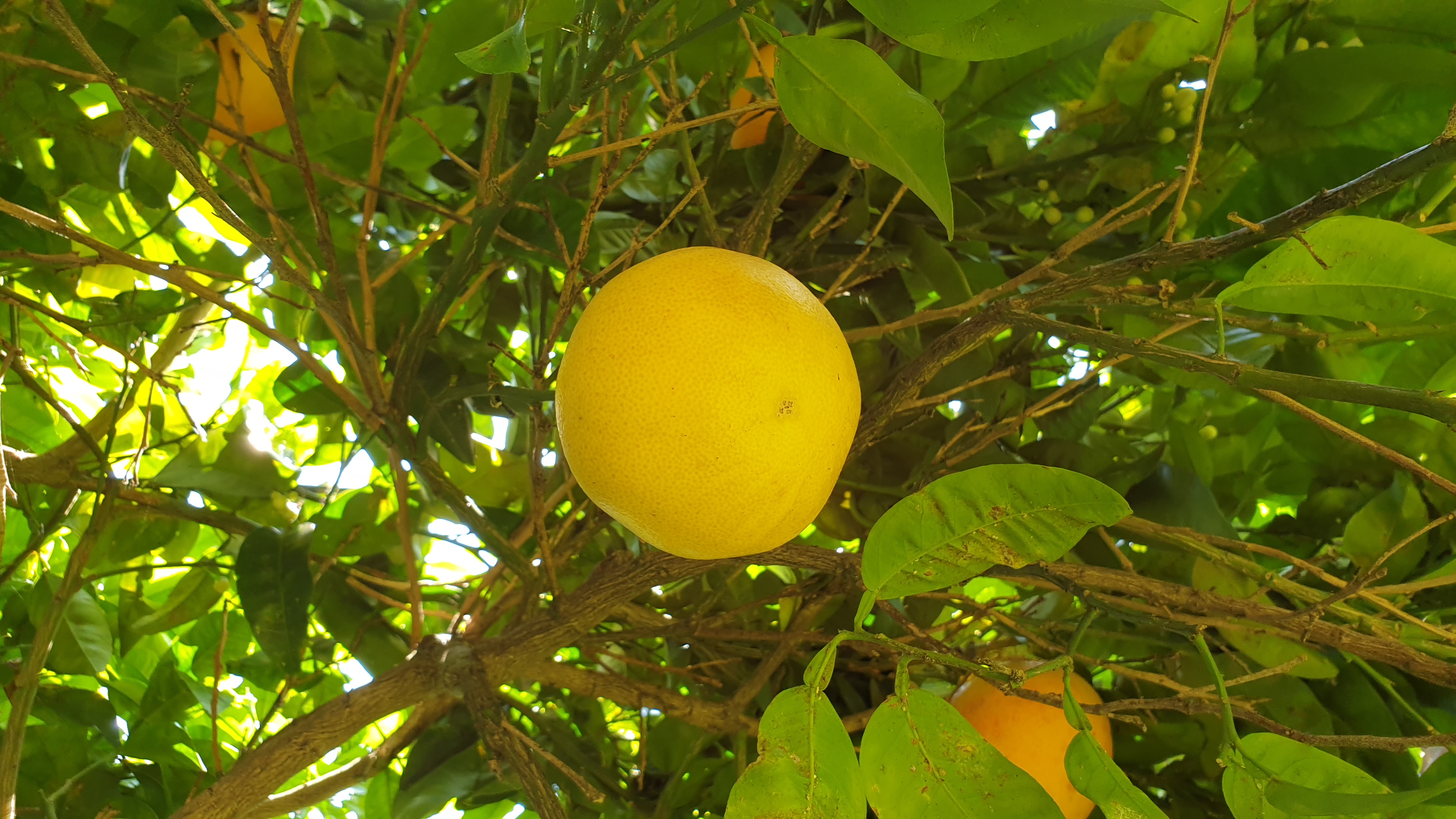 Sicilian Lemons Information and Facts