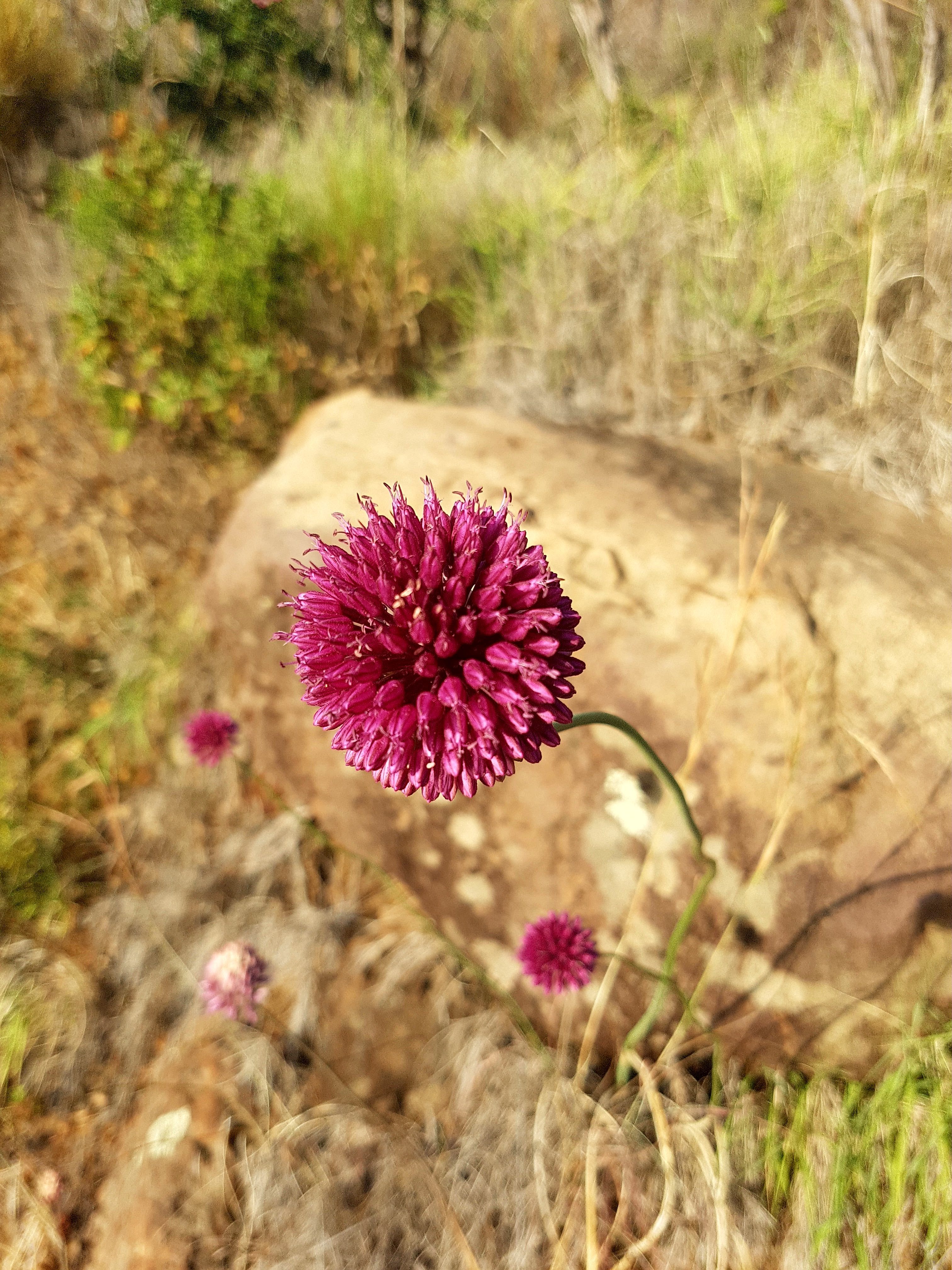 I Fiori Tipici Della Sicilia Un Mondo Da Scoprire