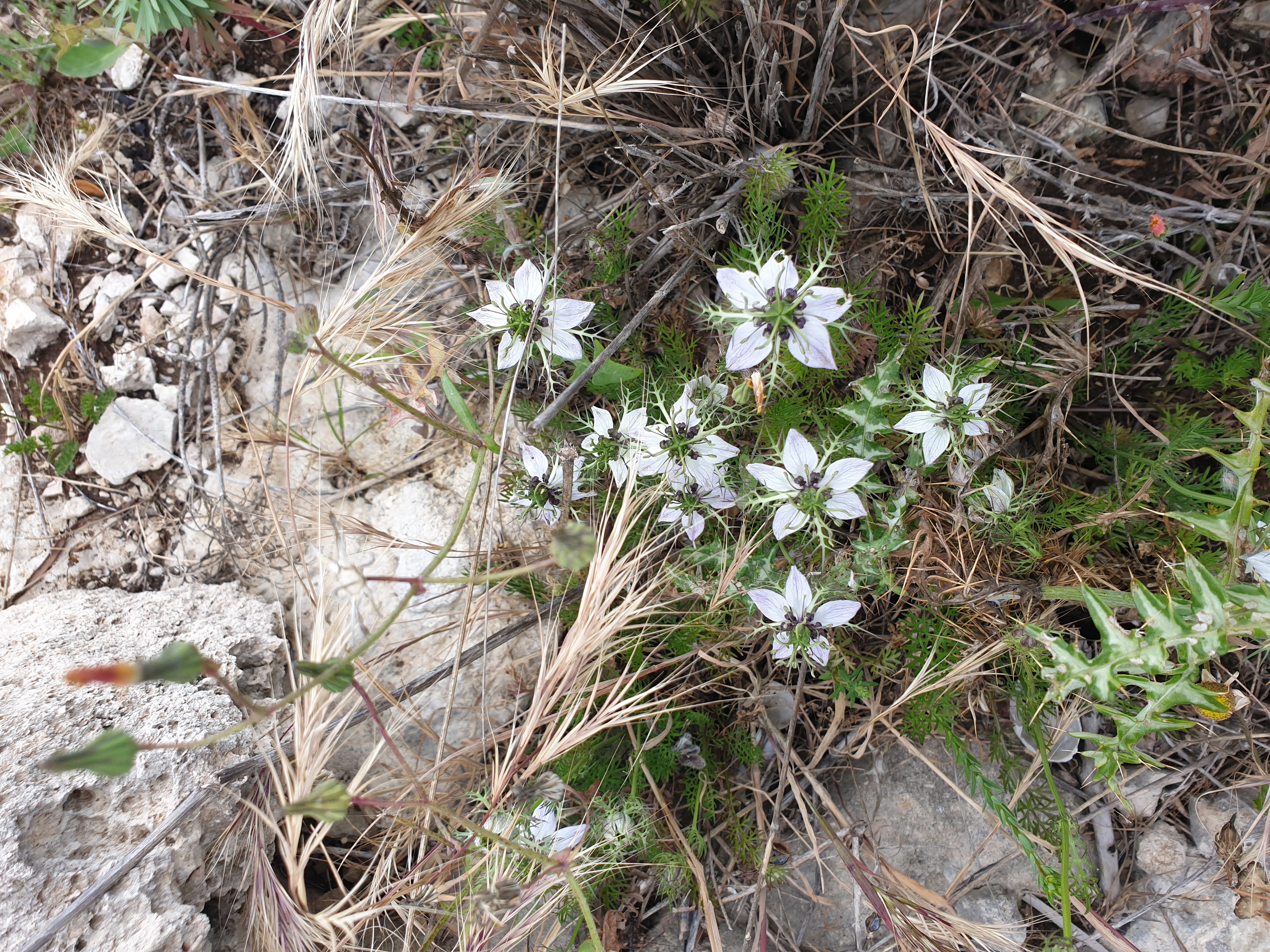 I Fiori Tipici Della Sicilia Un Mondo Da Scoprire