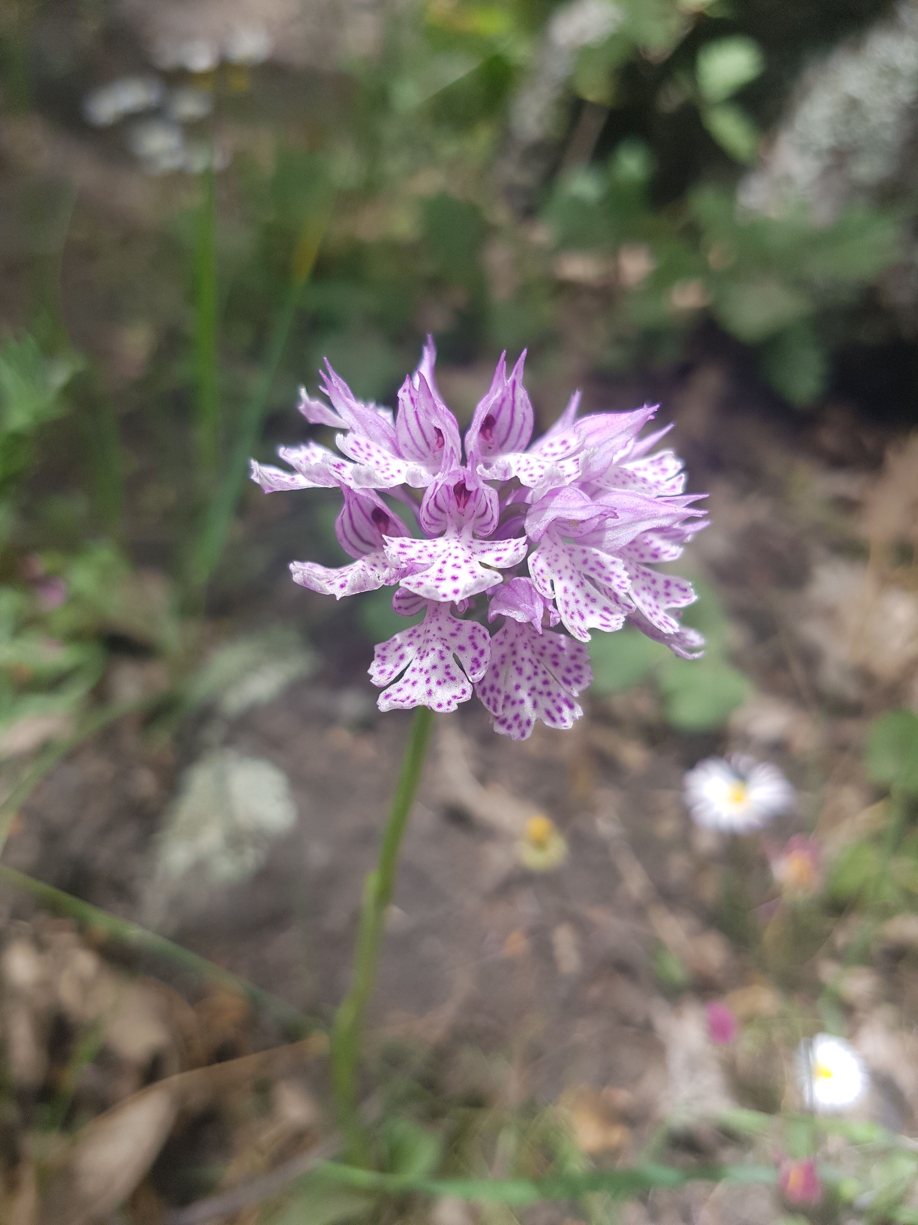 I Fiori Tipici Della Sicilia Un Mondo Da Scoprire